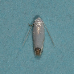 Leucoptera erythrinella