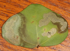 Leucoptera erythrinella