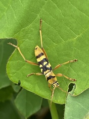 Chlorophorus quinquefasciatus