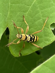 Chlorophorus quinquefasciatus