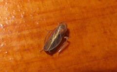 Ponana aenea