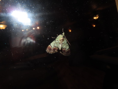 Epipaschia superatalis