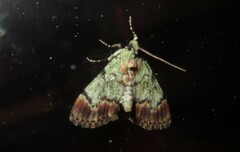 Epipaschia superatalis