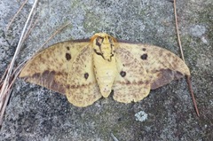 Eacles imperialis pini