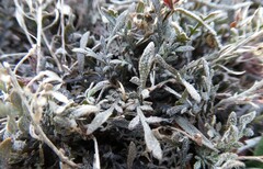 Lepidium sisymbrioides