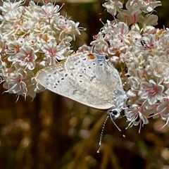 Satyrium sylvinus