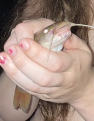 Ameiurus platycephalus