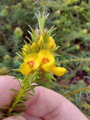 Phyllota grandiflora