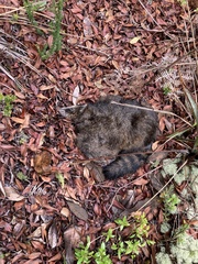 Nasua olivacea