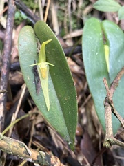 Pleurothallis microcardia