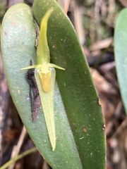 Pleurothallis microcardia