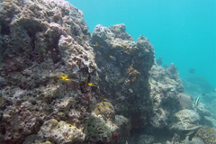 Neopomacentrus azysron