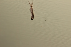 Triaenodes marginatus