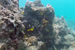 Neopomacentrus azysron