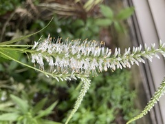 Veronicastrum virginicum