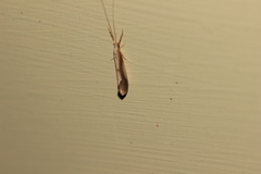 Triaenodes marginatus