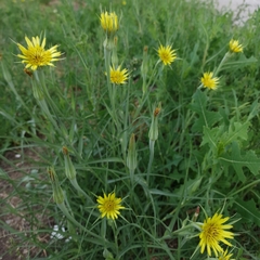 Tragopogon dubius