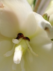 Caplothorax melanopterus