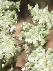 Perideridia kelloggii