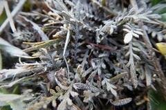 Lepidium sisymbrioides