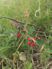 Cotoneaster tjuliniae