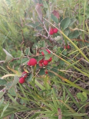 Cotoneaster tjuliniae