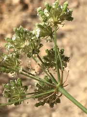 Perideridia kelloggii