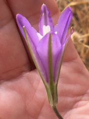 Brodiaea leptandra
