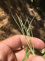 Perideridia kelloggii