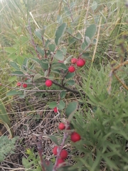 Cotoneaster tjuliniae