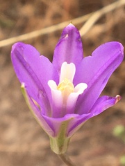 Brodiaea leptandra