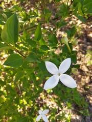 Bouvardia longiflora