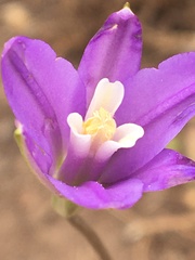 Brodiaea leptandra