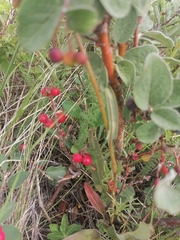 Cotoneaster tjuliniae