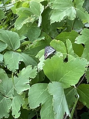 Hestina assimilis assimilis