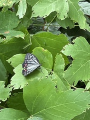Hestina assimilis assimilis