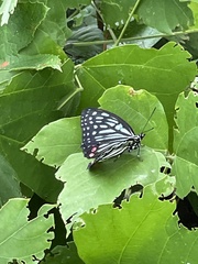 Hestina assimilis assimilis