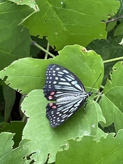 Hestina assimilis assimilis