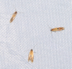 Batia lunaris