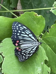 Hestina assimilis assimilis