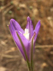Brodiaea leptandra