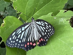 Hestina assimilis assimilis