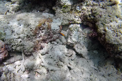 Pomacentrus chrysurus