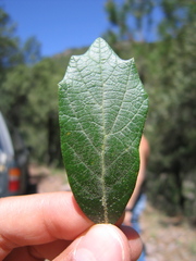 Quercus sideroxyla