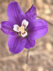Brodiaea leptandra