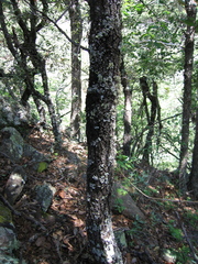 Quercus sideroxyla