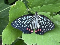 Hestina assimilis assimilis