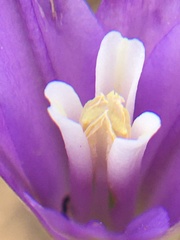 Brodiaea leptandra