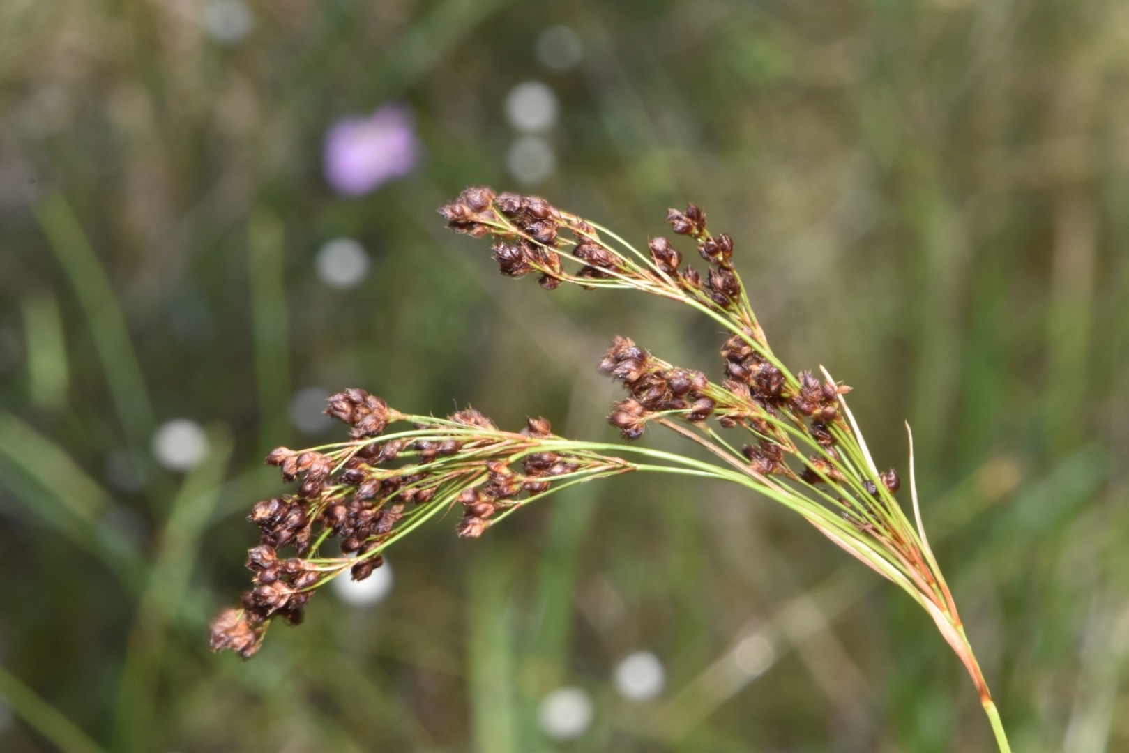 Rhynchospora elliottii