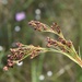 Rhynchospora elliottii - Photo (c) Jake Smith, μερικά δικαιώματα διατηρούνται (CC BY-NC), uploaded by Jake Smith